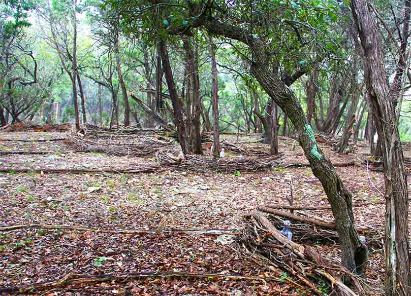 Land Art With Purposes in Austin Texas
Land Art Artist DAPACU