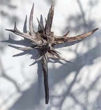 Old Tree Roots For Sale For Art, Carving, Garden Art