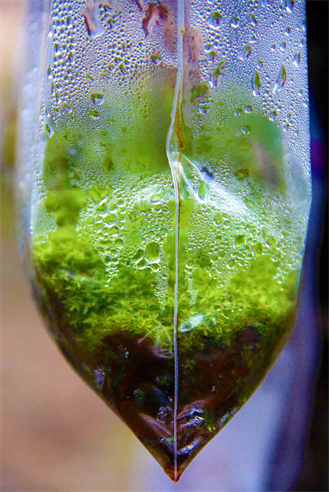 Tests For Living Worlds. 
See REFOREST.US